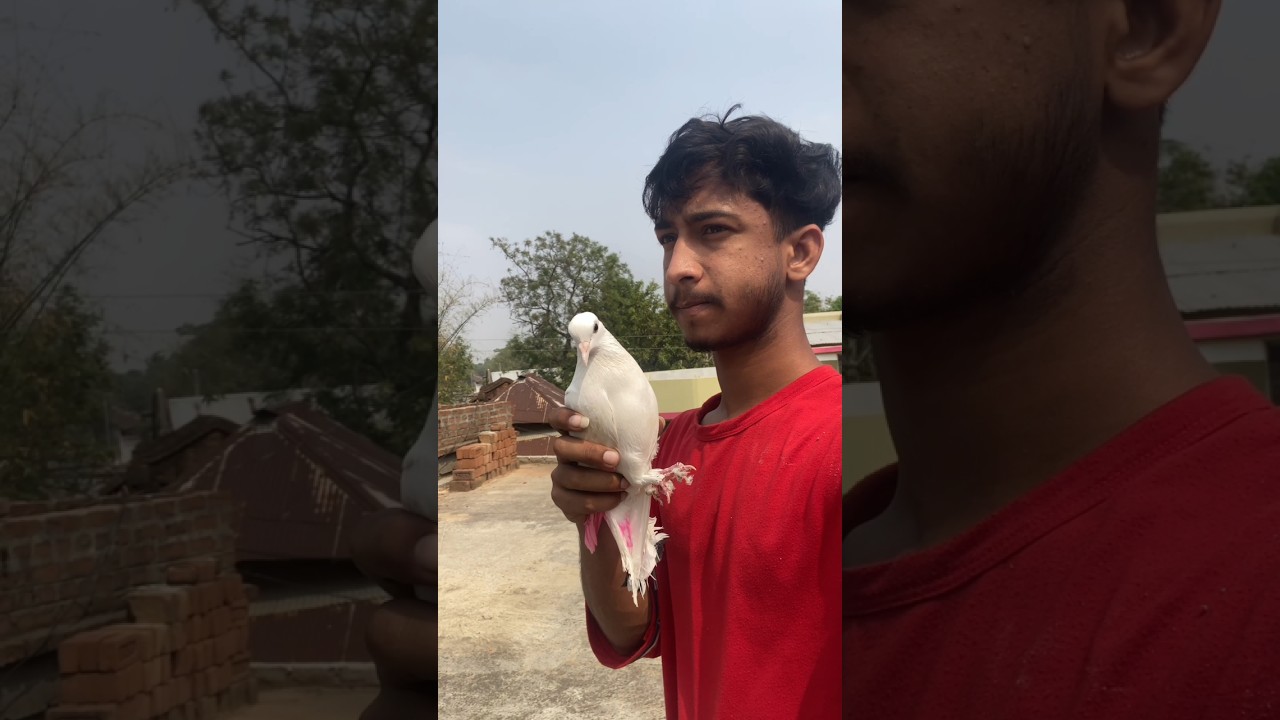 Kabutar ne award dilwaya 🥹 #short #shorts #pigeontraning #pigeon #kabutar