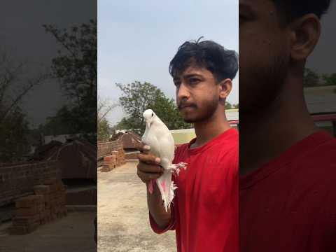 Kabutar ne award dilwaya 🥹 #short #shorts #pigeontraning #pigeon #kabutar