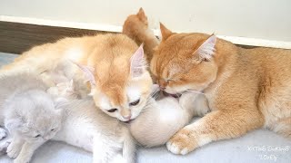 Mom and Dad Cat work together to care for kittens, forming an incredibly sweet cat family.