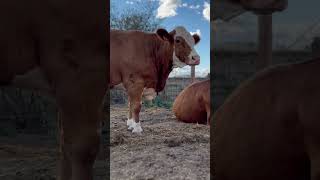 Un auténtico disparate, una locura, pero sobre todo algo excepcional #simmental #fleckvieh