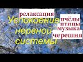 Черешня. пчелы. музыка. УСПОКОЕНИЕ НЕРВНОЙ СИСТЕМЫ.  Старая-новая черешня, звуки природы и музыка..