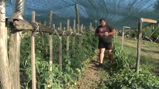 Dobar Dan, Domaćine Milosav Stevanović