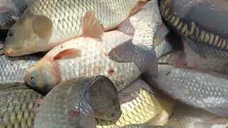 O Partid De pescuit Pe Lacul Boteni 1 Cu Un Pescar Din Clubul Rmf feederfishing 