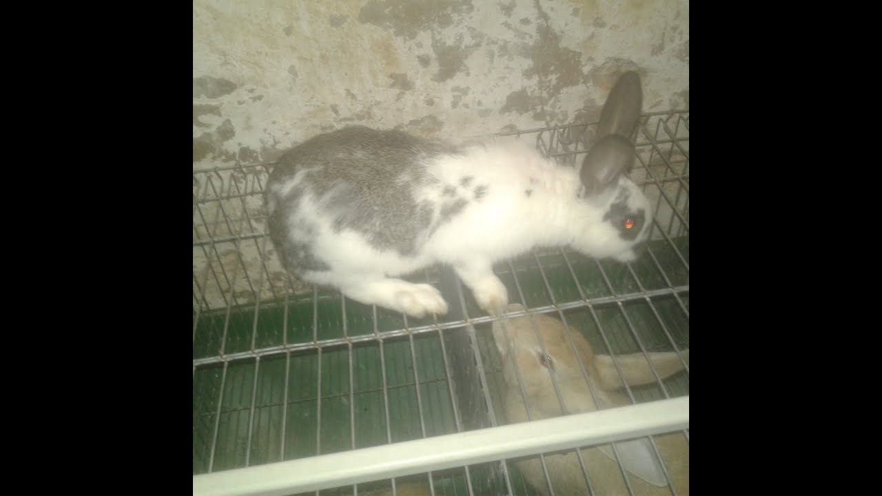 أرانب ومعلومات لخبز مع العلاف وا شعير مع لحلبه