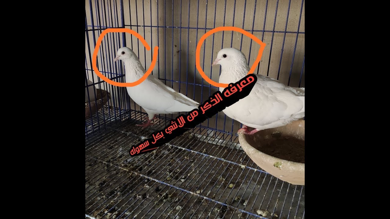 اسهل طريقه لمعرفه الدكر من الانثي في الحمام اللاحم الفرنساوى واى نوع اخر #فن_تربيه_الحمام