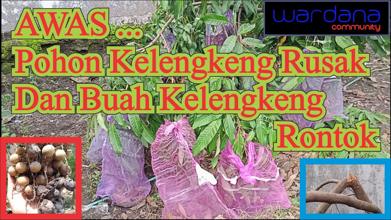 Awas Pohon Kelengkeng Rusak Dan Buah Kelengkeng Rontok