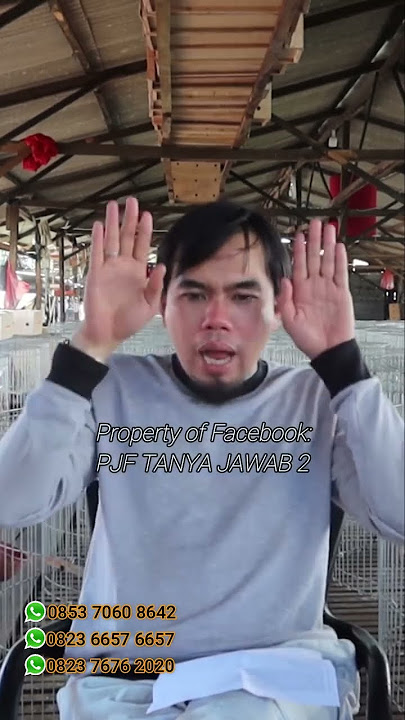 CARA MERAWAT AYAM KUDA LARI.  VERSI ANTONYPJF #ayambangkok #antonypjf