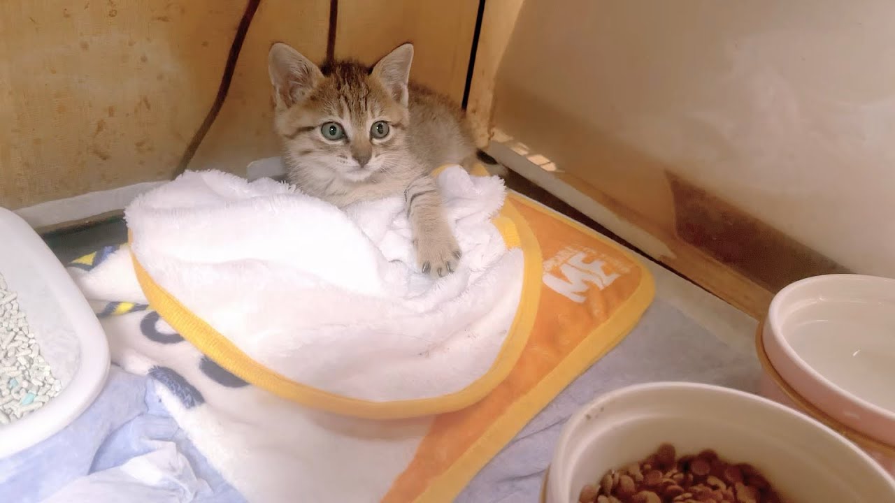 廃墟の中でひとりぼっちだった子猫の捕獲後の裏話