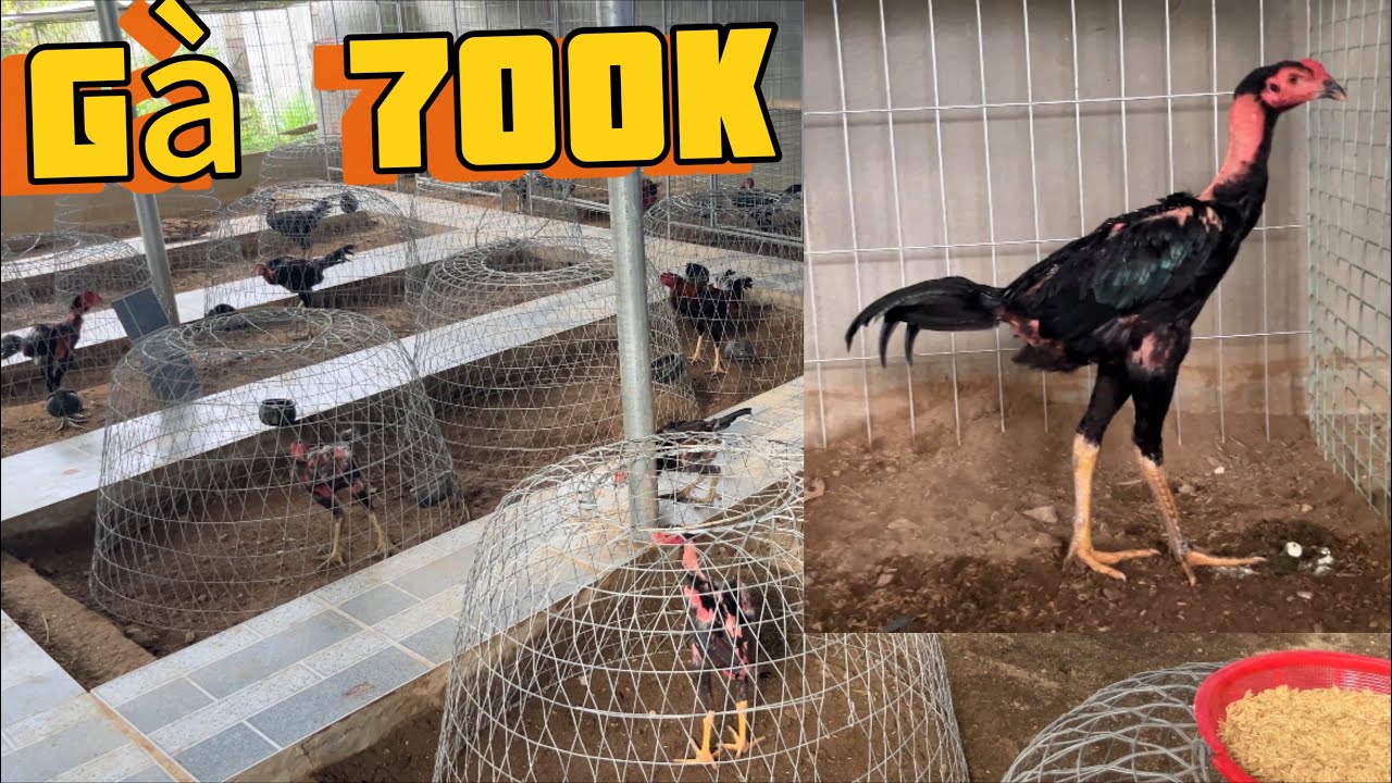 Bầy nhép chuẩn bị thả ra vườn, và giao lưu gà choai 700k