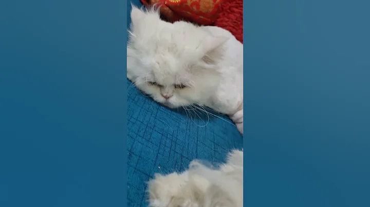 Video 4147851: persiancat persians, sleepy persian cat, persiancat white cat