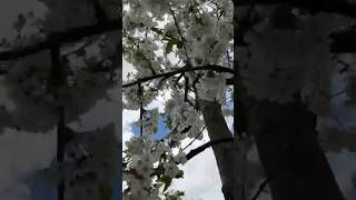 Erik ağacı #keşfet #travel #öneçıkar #music #doğa #türkü #views #reels #nature #amazing #köy #flower