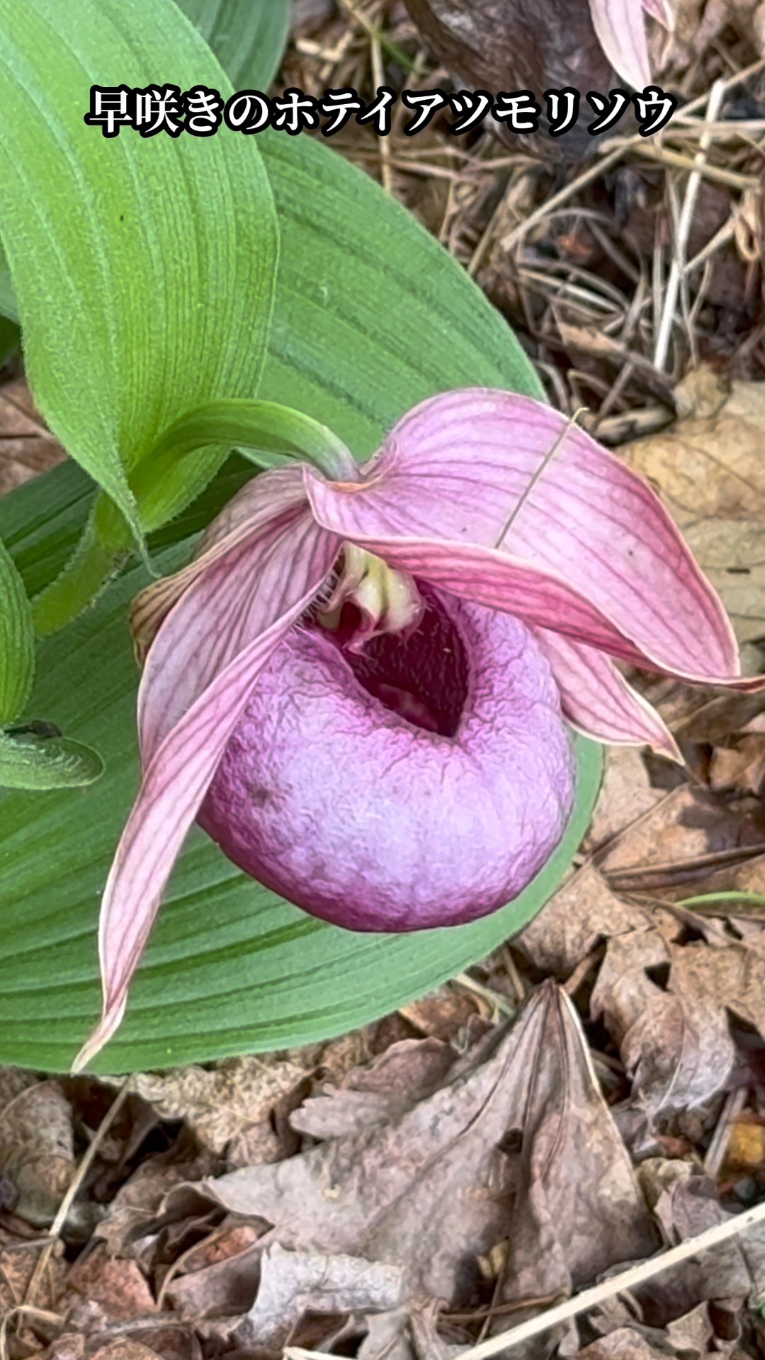 入笠山】幻のホテイアツモリソウと、120年に一度しか咲かない奇跡の花