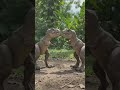 डायनासोर की मस्ती" # animals 🎉 #likeandsubscribe