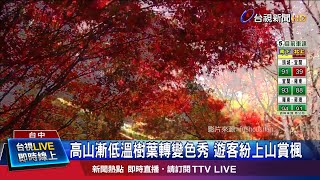 福壽山櫻花梅樹先變色10月楓槭愈冷愈紅 