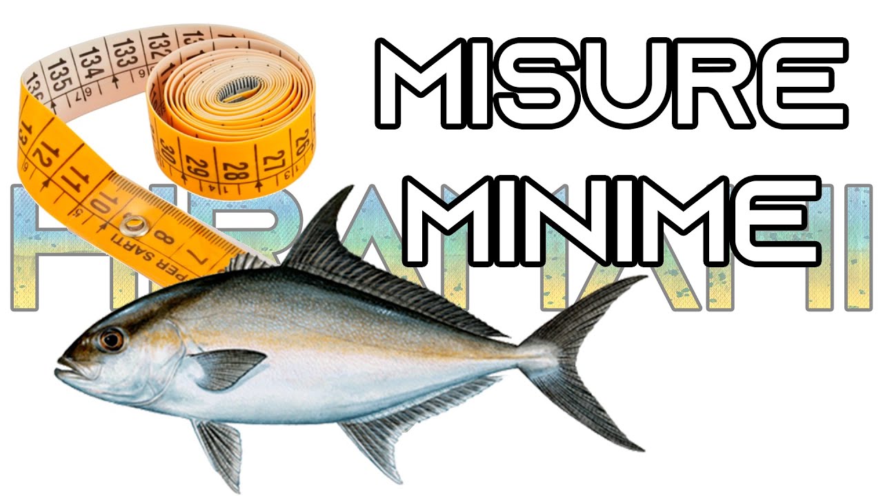 Piombi Da Pesca Breakaway – Assortimento Misure – Pesi Rompiflutti Per Pesca In Mare