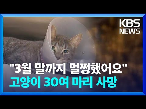 전국서 고양이 급사…“사료 등 조사 착수” / KBS  2024.04.17.