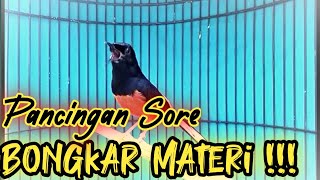 PANCINGAN jitu MURAI BATU GACOR FULL ISIAN, SEKALI DENGAR MURAI APAPUN RESPON NEMBAK ON PLAY