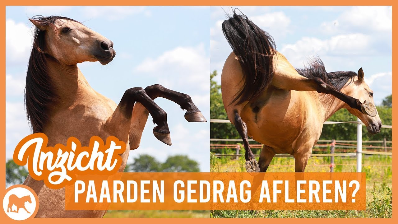 Kun je paarden gedrag afleren?