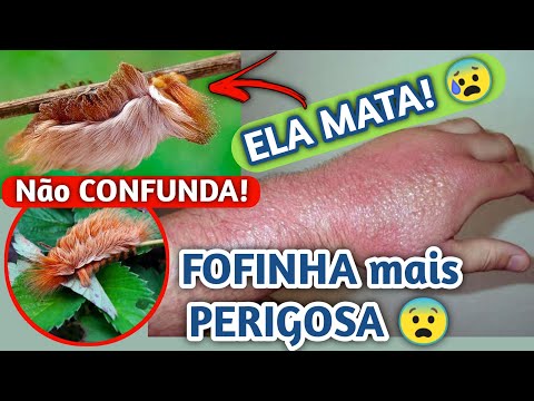 Essa LAGARTA pode