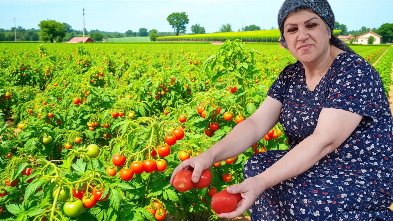 🍅from fresh tomatoes to paste|Easy tomato paste Recipe