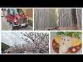 スイスの友人一家と一緒に行く嵐山の旅、嵐山の八重桜や世界最も小さなロールスロイス？＾＾；嵐山竹林の小径やリラックマストアなどなど A Little Travel in Arashiyama