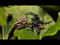 Comportamento de corte em aranhas papa-moscas – Frigga sp.