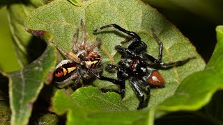 Comportamento de corte em aranhas papa-moscas – Frigga sp.
