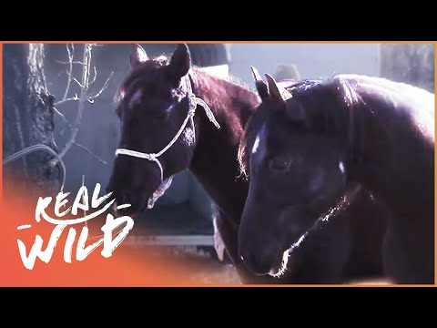 Injured Horse Is Saved By Another Horse In Epic Rescue | Pet Heroes documentary thumbnail