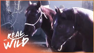 INJURED HORSE IS SAVED BY ANOTHER HORSE IN EPIC RESCUE | PET HEROES