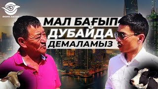 Мал бағып, ДУБАЙДА жыл сайын демаламыз. МАЛ ШАРУАШЫЛЫҒЫ. АУЫЛ ШАРУАШЫЛЫҒЫ.