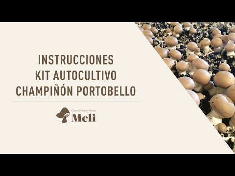 Video: Cultivo de hongos Portabella - Cómo cultivar hongos Portabella en casa