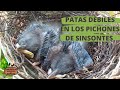 ¿POR QUE SE CAEN DEL NIDO LOS PICHONES DE SINSONTE??