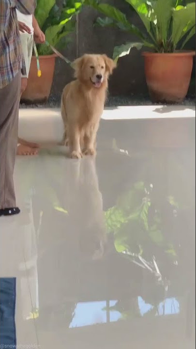 snowa the golden