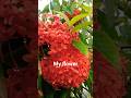my flower #shortvideo #viralvideo #funnyvideo