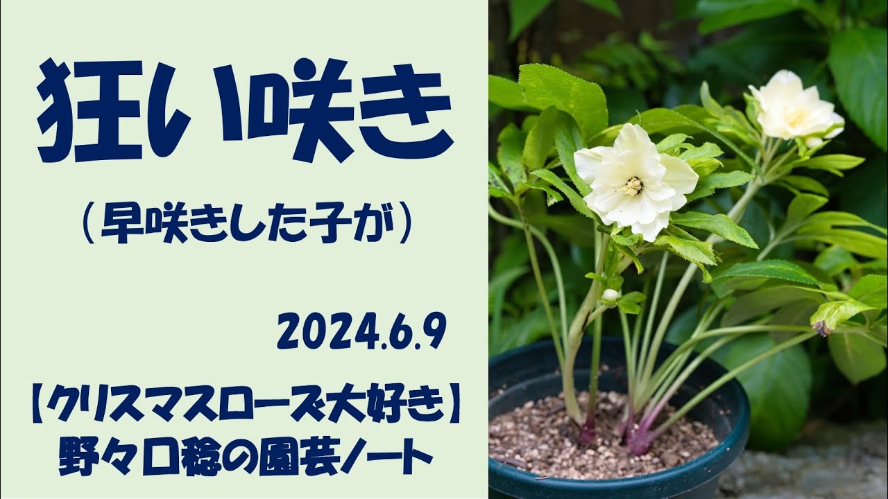 2024.6.9 狂い咲き - YouTube