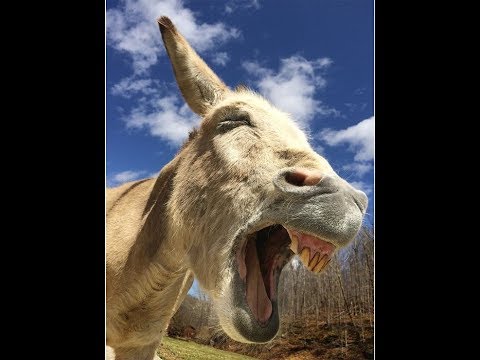 Democrats Are Vacant Husk Because We All Their Failures Without Consequence