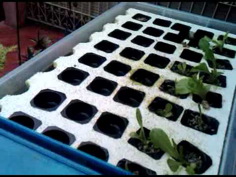 DIY Home Aquaponics Philippines How to (Floating raft ...