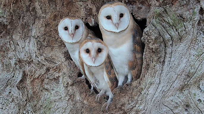 Barn Owls 🦉 Gylfie & Finn | Wild Lives | Robert E Fuller - YouTube