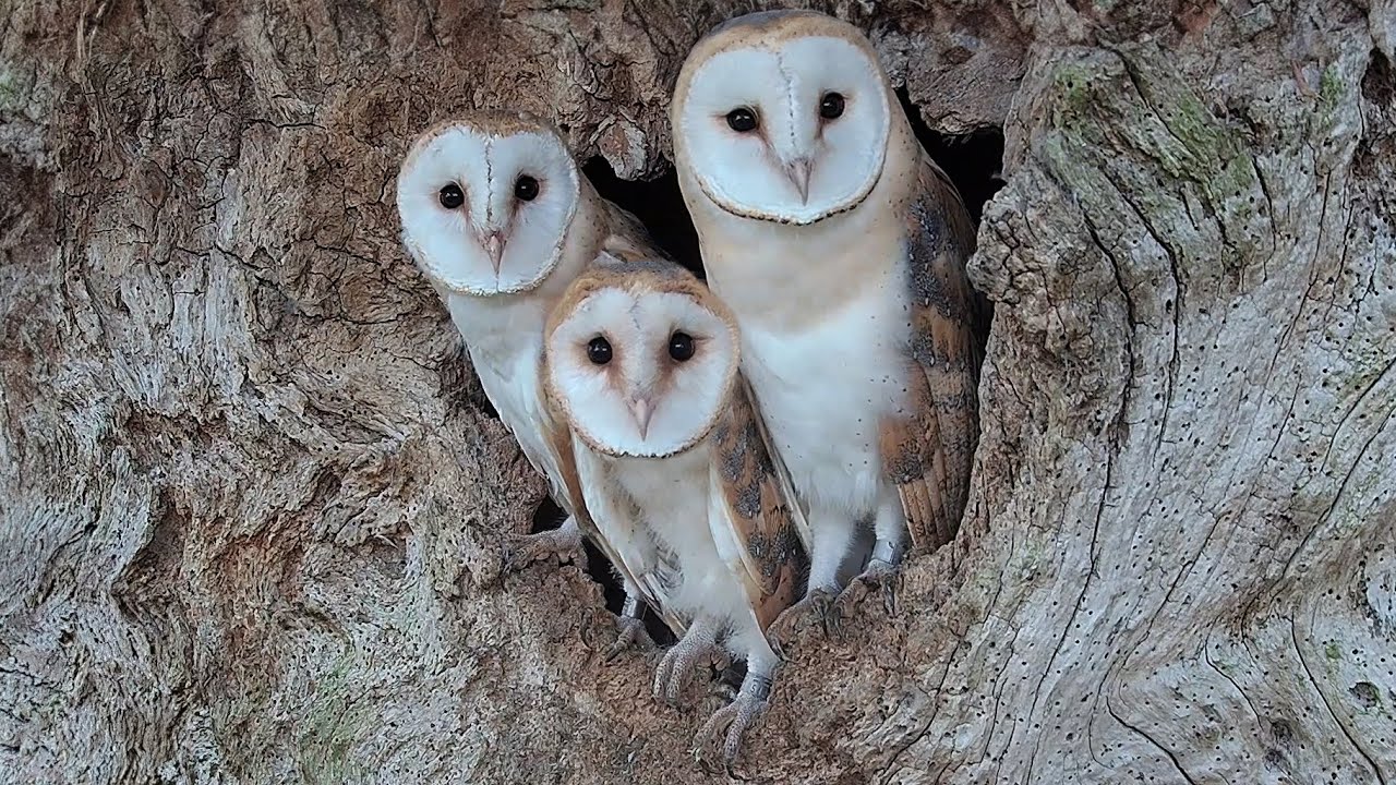 Barn Owl Chicks Bond After Father Dies | Gylfie & Finn | Robert E ...