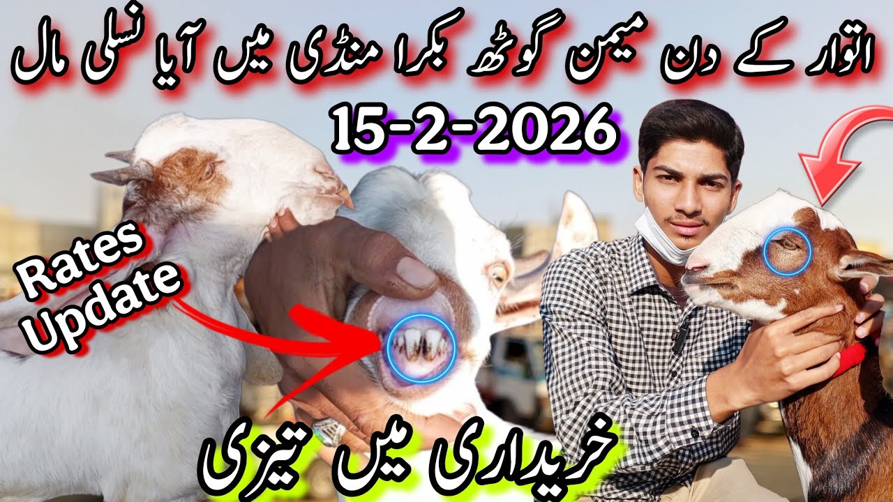 Sunday Memon Goth Bakra Mandi Latest Update🚨| 15-2-2026 | 2026 Ka Nasli Maal Aagaya😱| @AhmedKSath 