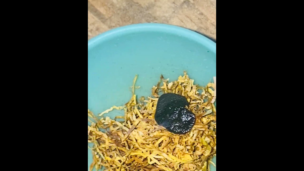 Fresh frozen bolando🧊🥶