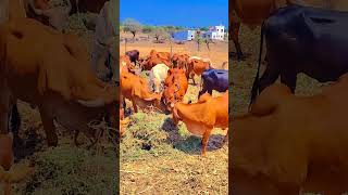 gir cow video 🐂 #cow #animals 🐄 #Indian #farming #shortvideo 🔥🔥🔥 #youtubeshorts