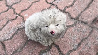 -5°C, the puppy sat trembling on the sidewalk in tears looking at passersby begging for help