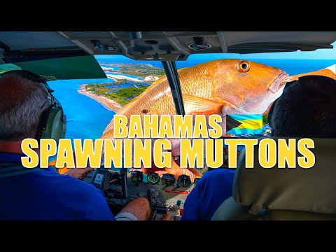 Catching SPAWNING MUTTONS in the BAHAMAS | Into The Blue (S8/EP9)