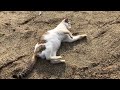 野良猫のモーニングルーティーン