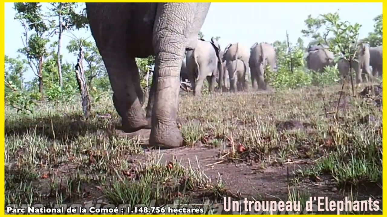 Parc national de la Comoé en Côte d'Ivoire