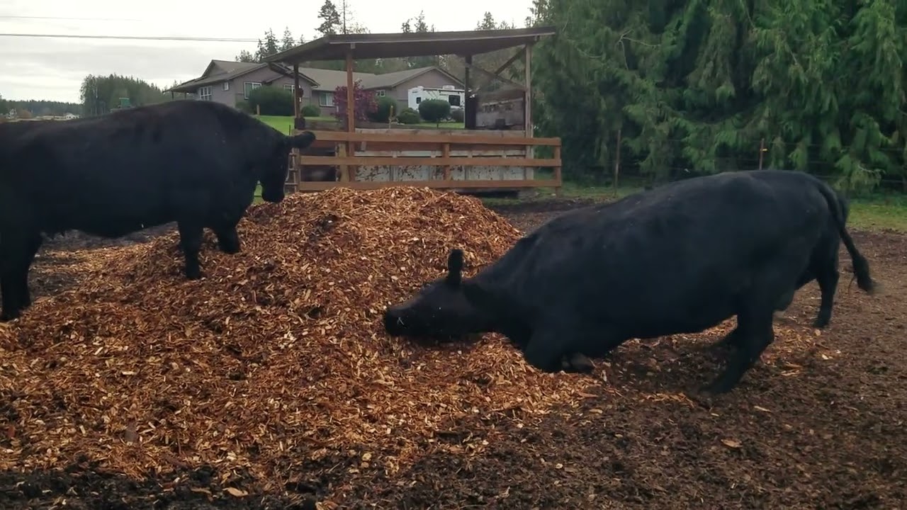 Cows frolic in the pile of new cedar chips