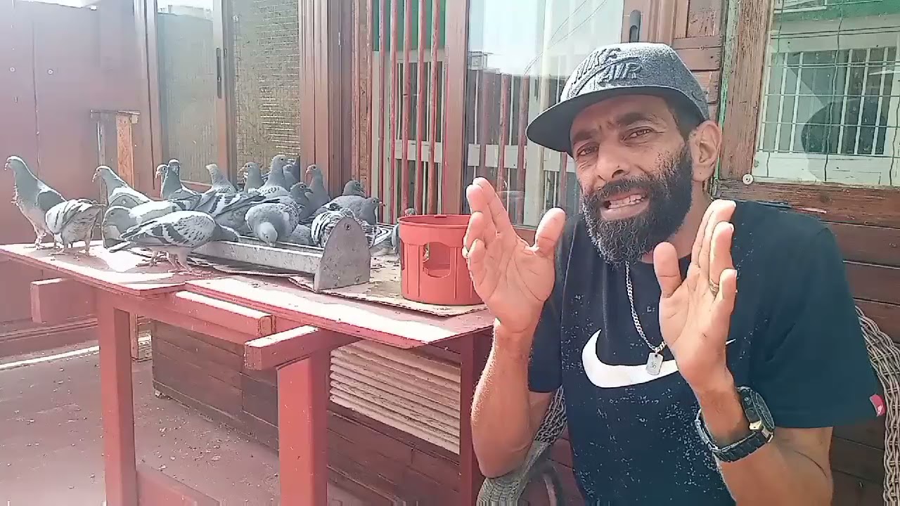 بعض المشاكل الذي نواجهها في فترة الإنتاج(التفريخ)وأيضا مع الزغاليل،خصوصا بالنسبة للمبتدئين💐💐🕊🕊💚💚🙏🙏