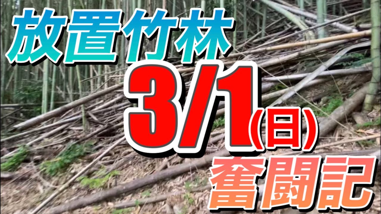 久々にやらかしました。カメラ直撃！放置竹林奮闘記【早期退職者が竹を切る日々】2026/03/01