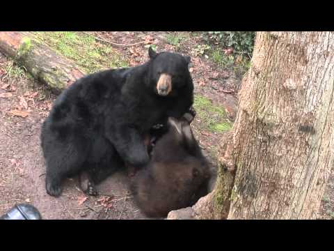 Video: Ruidoso New Mexico Bear Cubs Rescatados De Un Contenedor De Basura - Bear Cub Rescue